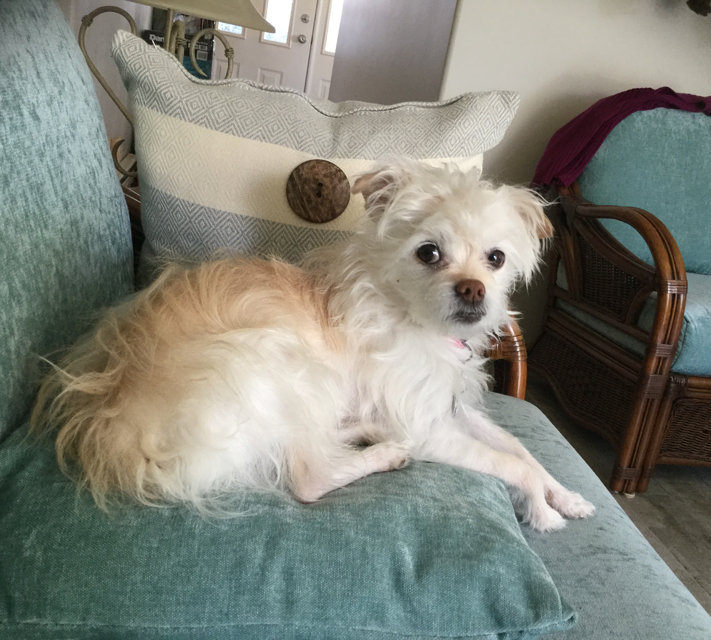 A dog relaxing in a warm, welcoming home