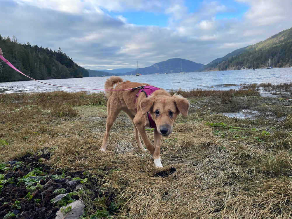 Beautiful dog on Salt Spring Island